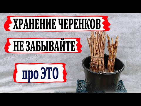 🍇 Чтобы НЕ ПОГИБЛИ! Обязательно сделайте ЭТО с ЧЕРЕНКАМИ ВИНОГРАДА перед хранением.
