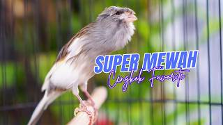 Cengkok Isian Istimewa Paling Dicari Masteran Kenari Isian Blackthroat Gacor Favorite