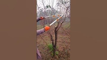 Peach tree cutting #tree #gardening #satisfying #farming