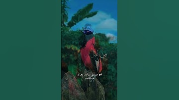 الشيخ عبدالباسط عبدالصمد سورة المؤمنون #الشيخ_محمد_صديق_المنشاوي #الشيخ_عبدالباسط_عبدالصمد