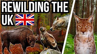 5 Animals That Could Rewild Britain - Reintroductions