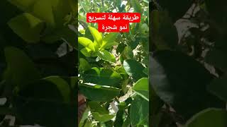 كيفية إستعمال السماد في الصيف لتسريع نمو الأشجار 🌱🌳😱 #زراعة #سماد_طبيعي #تسريع_نمو_الأشجار