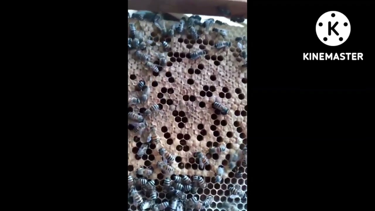 الدرس الثاني والعشرون _ التطريد الطبيعي ( ٢ )