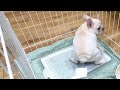 子犬のトイレトレーニングは毎日根気よく覚えさせましょう【トイトレ】
