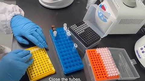 Neisseria gonorrhoeae real time pcr là gì