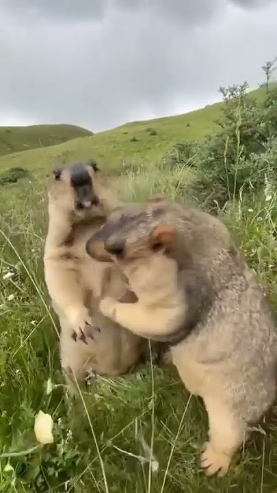 The way Groundhog fight for food 🤣🤣🤣