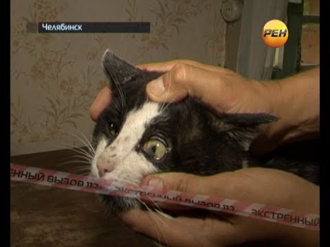 Видео: Найдено 164 мертвых котят и больных кошек