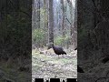 #turkey#hunting #nature #shorts