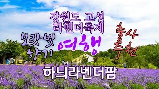 [강원도 여행] 보랏빛 향기 고성 라벤더축제 /하늬라벤더팜/국내여행/가볼만한곳/trip in Korea/韓国旅行[STV채널]