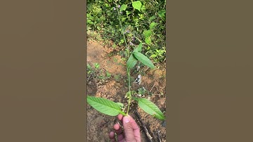 Cây Thuốc Cổ Bình bạn nên biết #covenduongvlogs #caycomui #câythuốcquý #caycanh #caybuttre#garden