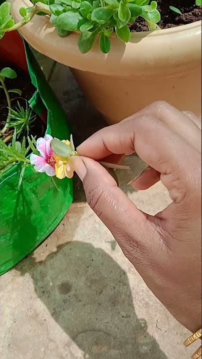 How to Hand pollinate portulaca to get new color ||ksorganics