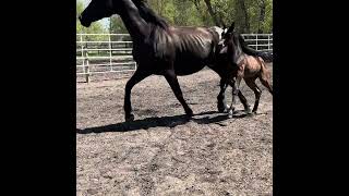 RSH Whimsical: 2026 Reg. CSHA Black Filly presented by Ravine Ranch Sport Horses 