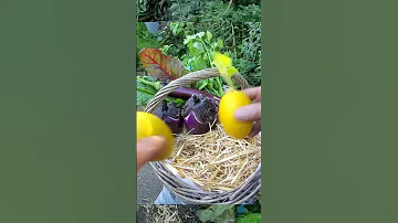 Veggie Wedding Veggy Basket TIKTOK 1080X1920 MP4 VEGAS SHORTER 2 
