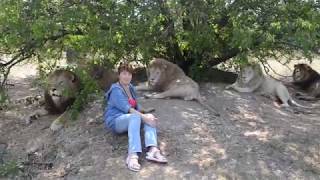 Пятерка самых сильных львов !Тайган .Крым Пятерка самых сильных львов !Тайган .Крым