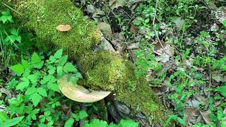 Ky River Palisades Trail 42319