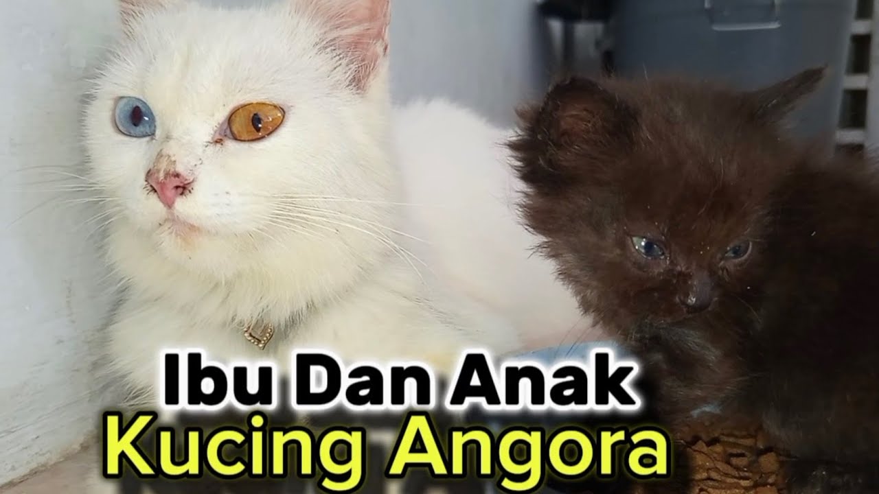 *"Momen Haru Ibu dan Anak Kucing Angora - Lucu Banget!"*  