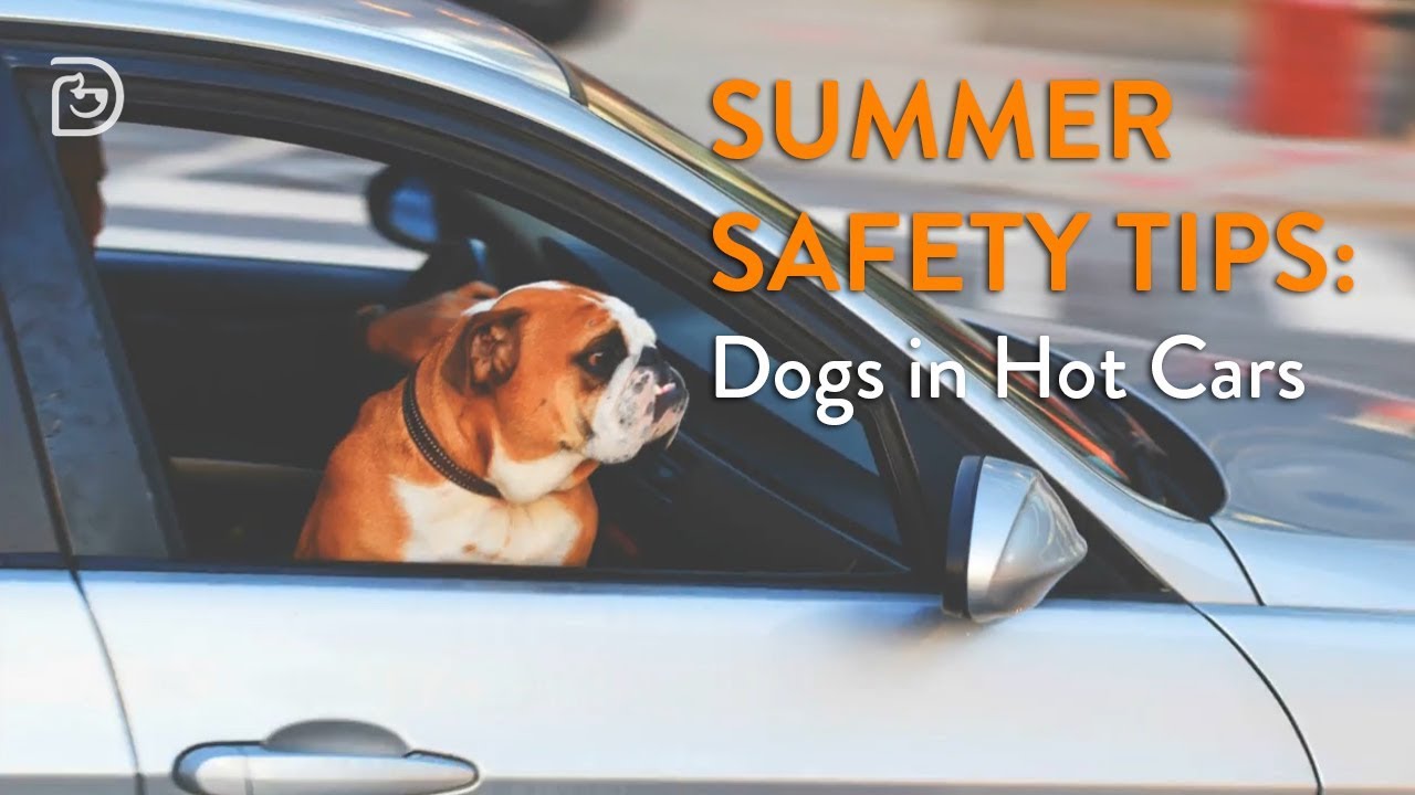 What do you do if you see a dog in a hot car? - YouTube