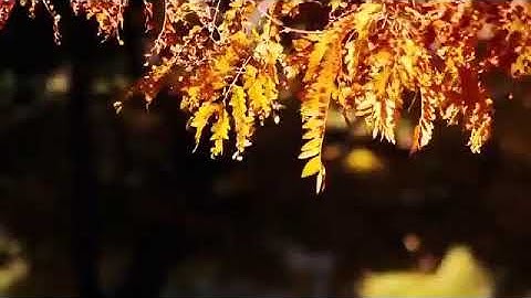 حالات واتس انستغرام [سورة محمد آية ٣٢](إِنَّ الَّذِينَ كَفَرُوا وَصَدُّوا) رعد._الكردي_