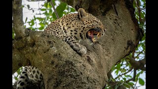 Koga The Return Episode 5 - The Leopard Queen.