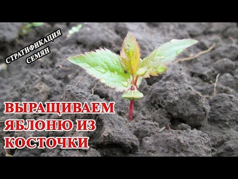 Выращиваем яблоню из косточки( стратификация) Как прорастить семена