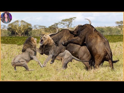 15 Moments Of Predators Hunting Herbivores. | Pets House