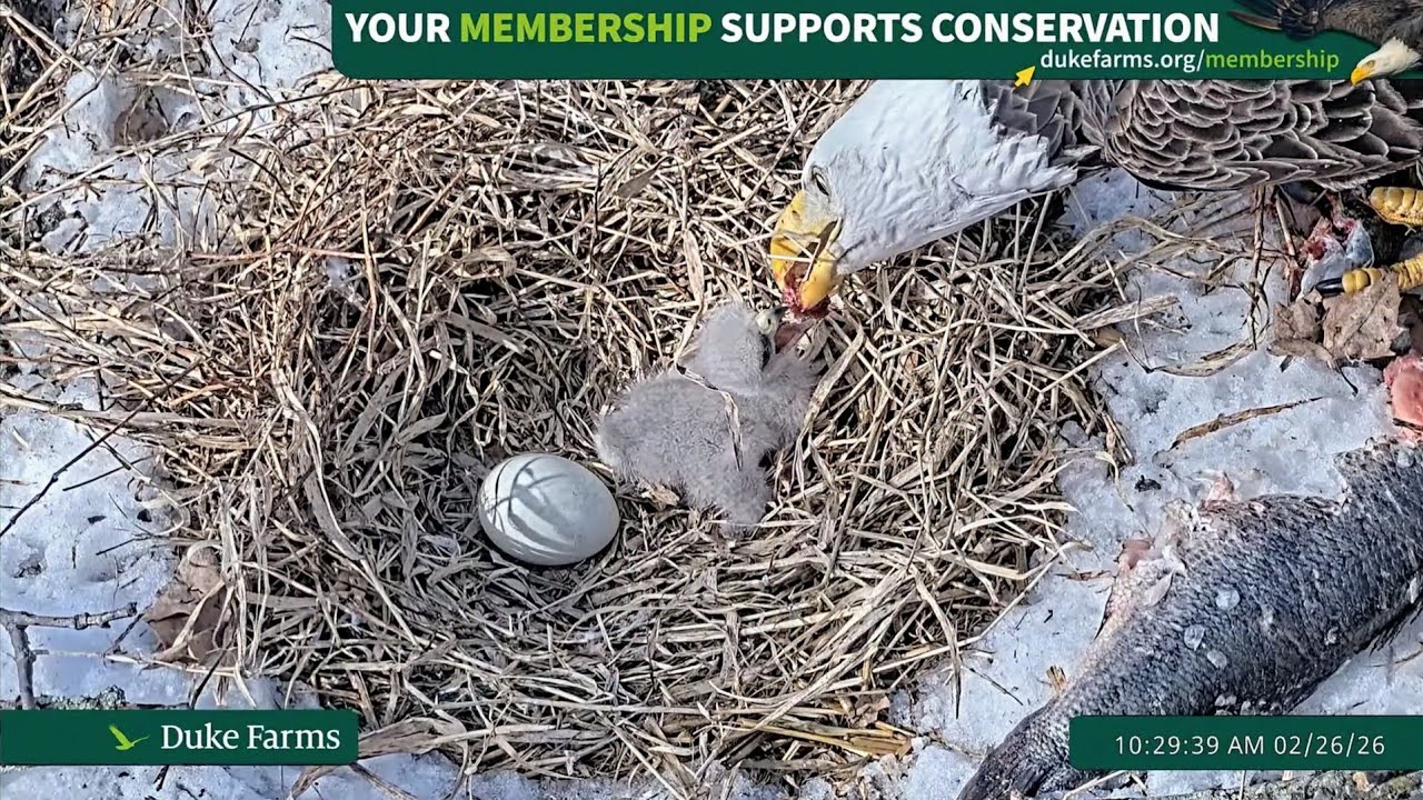 Duke Farms Eagle Cam 2026.2.26 🐣4days old