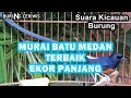 SUARA KICAUAN BURUNG MURAI BATU MEDAN TERBAIK EKOR PANJANG COCOK BUAT MASTERAN