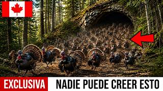 Canadá Trajo 274 Pavos Salvajes de EE.UU. – Lo que Pasó con los Bosques Sorprendió a Todos