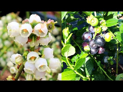 Video: Redberry Vaccinium Praestans - En Usædvanlig Og Nyttig Sakhalin Bær (Redberry - Til Haven - 2)