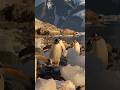 Penguin attack in antarctica  