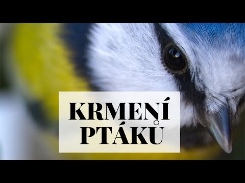 Video: Jak Krmit Ptáky