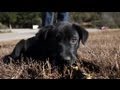 Homeless Pet Clubs | American Dog With Victoria Stilwell