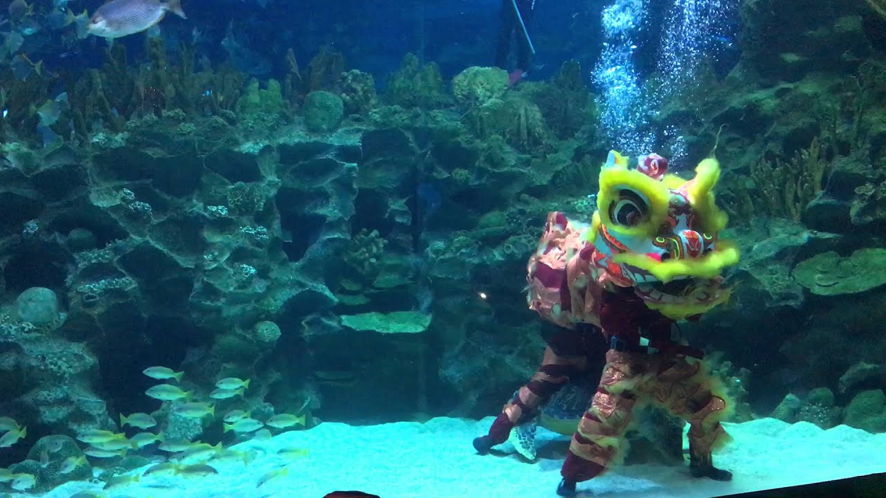 Underwater Lion Dance at Aquaria KLCC (CNY 2016) - YouTube