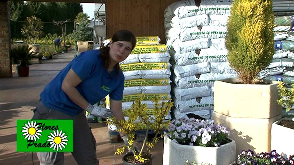 Plantas y arbustos de temporada