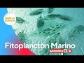 Fitoplancton marino