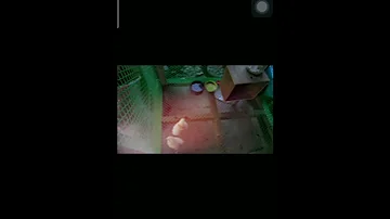 First Video Chicken Part 1 