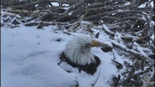 2018\/03\/05 Decorah NN ~Snow under in the nest~