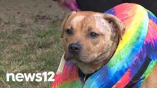3 dogs found neglected, abused in separate incidents; owners sought, NJ officials say | News 12