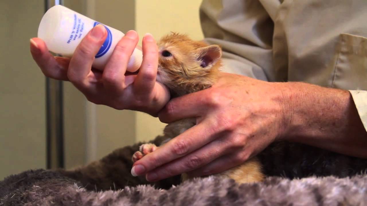 feeding neonatal kittens