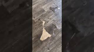 June 7 2018 Michelle Shelly Demoss 2162 1/2 Washington Dubuque move out