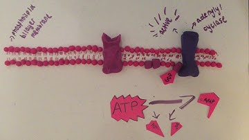 Epinephrine Signaling (fight or flight response)