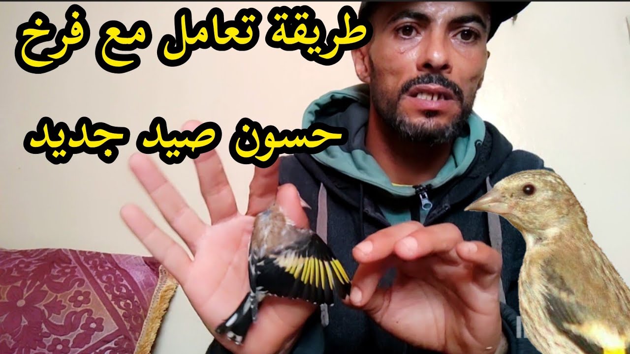 كيف التعامل مع فرخ الحسون صيد جديد في المنزل