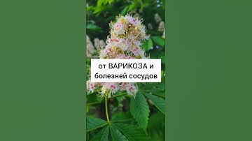 Каштан конский - от варикоза и болезней сосудов #травы #лекарственныерастения #травник #дикоросы
