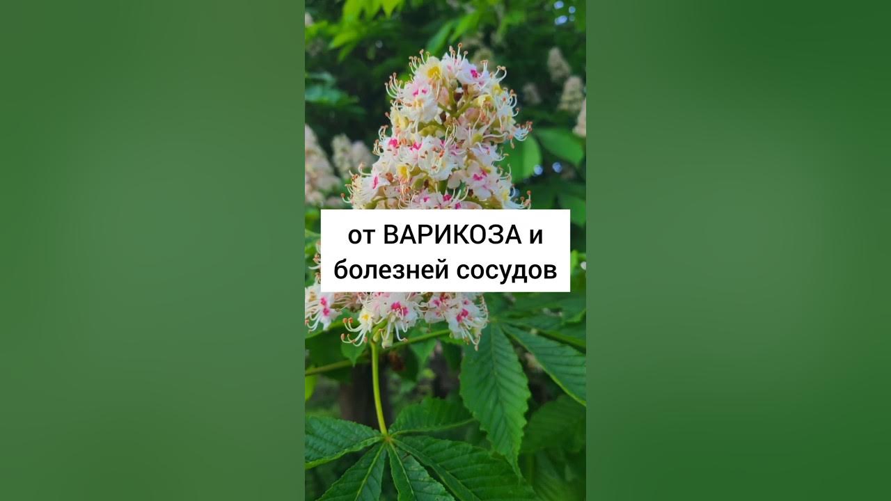 Каштан конский - от варикоза и болезней сосудов #травы # ...