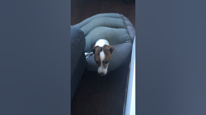 Jack Russell gets himself stuck in bed