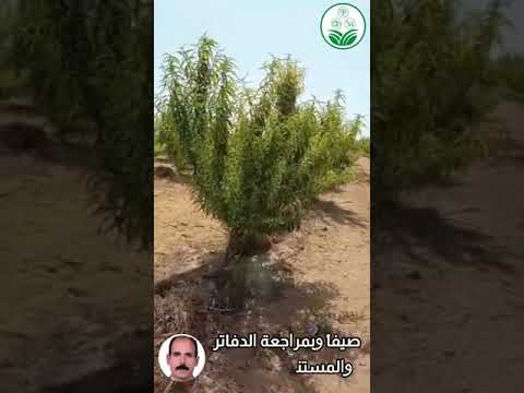 فيديو: ما هو اصفر الخوخ: كيفية علاج مرض اصفرار الخوخ