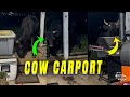 Lady Films Escapee Cattle Cow Wreaking Carport