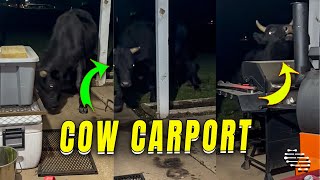 Lady Films Escapee Cattle Cow Wreaking Carport