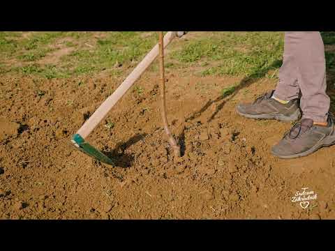 Video: Ako vypestovať strom Hickory Pignut