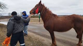 ЛОШАДИ🐎ПРОДАЛ КОБЫЛУ ВИШНЮ В ХОРОШИЕ РУКИ